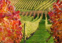 Domaine viticole