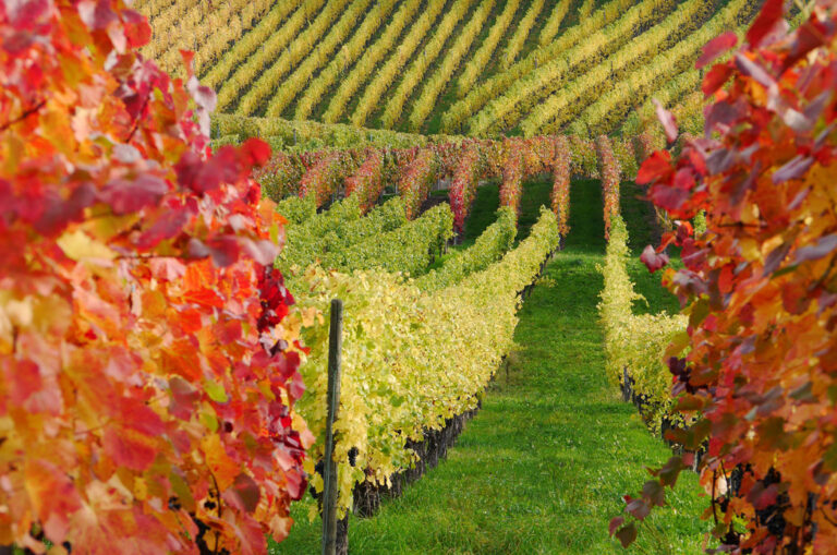 Comment acheter un domaine viticole dans le Languedoc ?